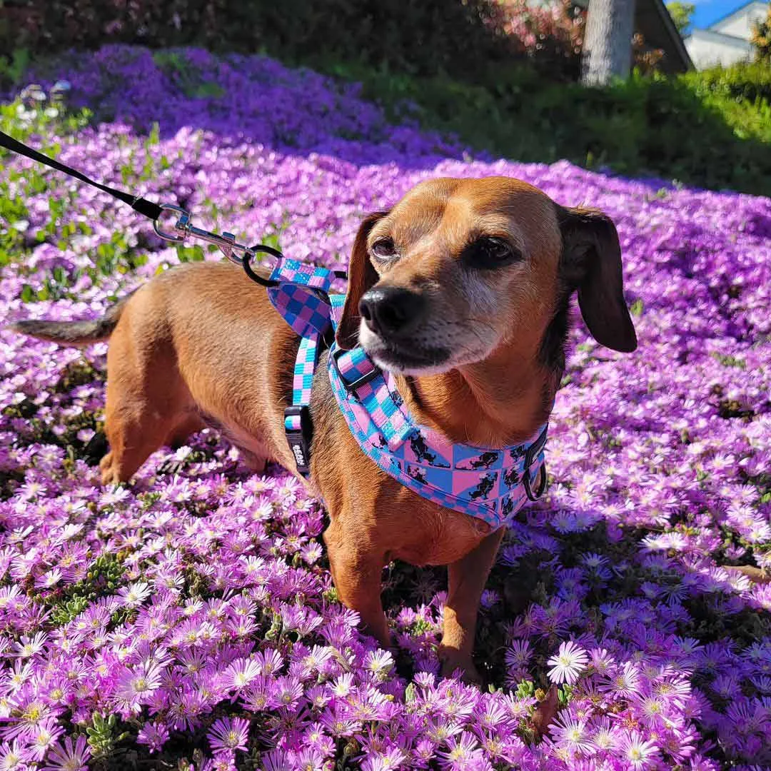 adjustable harness - pop art pups