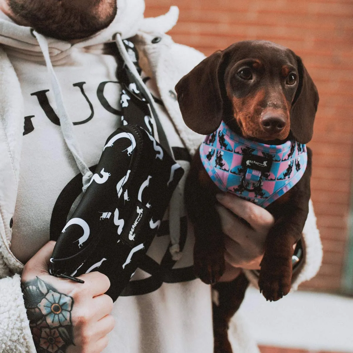 adjustable harness - pop art pups