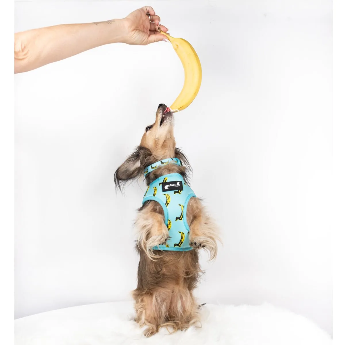 collar - banana wiener