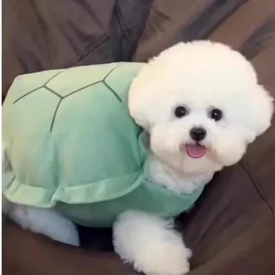 Lovely Tortoise Pet Clothes PN6451